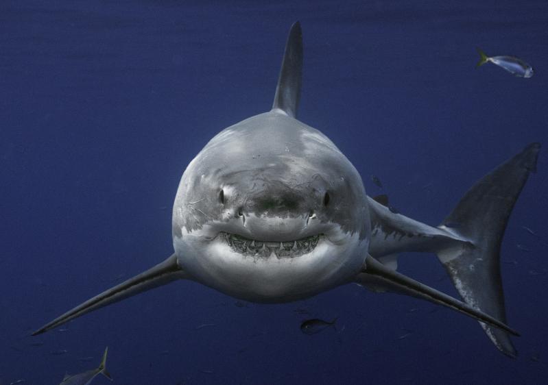Shark Encounters Are on the Rise. Why? | The East Hampton Star